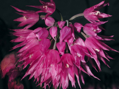 Allium_cyathophorum_var._farreri_Einzelinfloreszenz.jpg