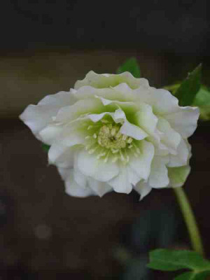 IMGP5874.JPG