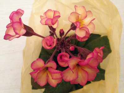 primel_20130228_zg1.jpg