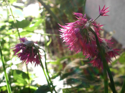 Allium_cyathophorum_var._farreri.jpg
