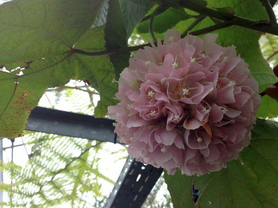 dombeya_20130223_zg.jpg