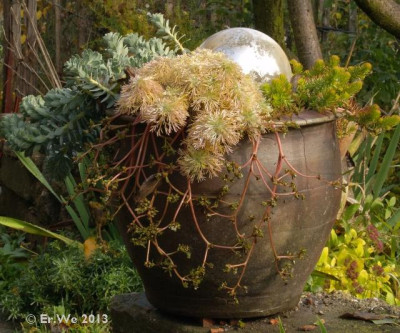 topf-sedum-artemisia-euphorbia.jpg