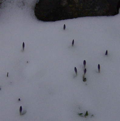 Krokusse-010313.jpg
