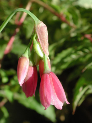 Allium_insubricum.jpg