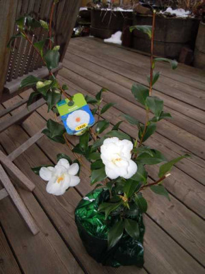 aldi_kamelien_01.03.13_001.JPG