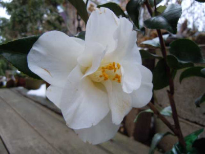 aldi_kamelien_01.03.13_003.JPG