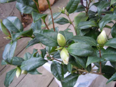 aldi_kamelien_01.03.13_005.JPG