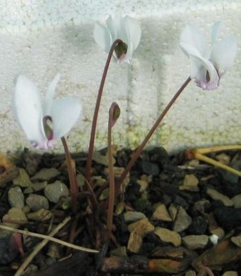 C.hederifolium-lysander-ax1.jpg
