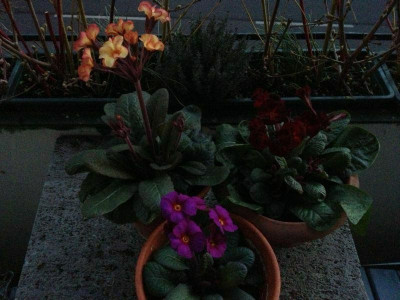 fruehlingserwachen_20130301_zg.jpg