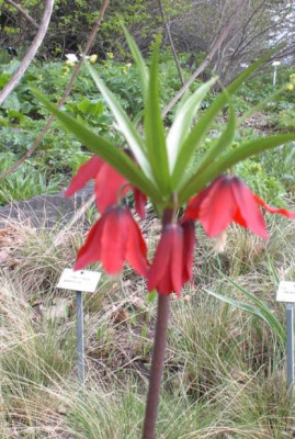 fritilliaria.jpg