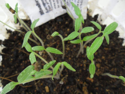 tomseeds.jpg