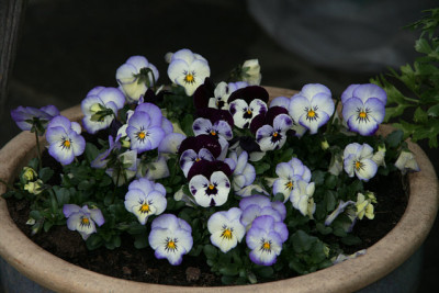 Hornveilchen1712a.jpg
