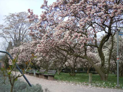 87878778Magnolienhain_Bayrisch_Nizza_002.JPG