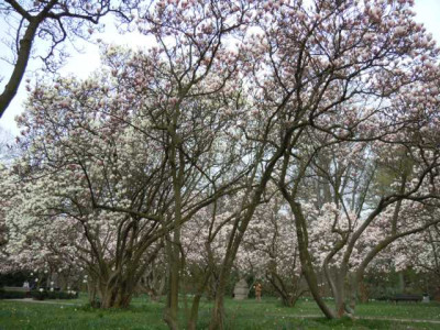 454544Magnolienhain_Bayrisch_Nizza_004.JPG