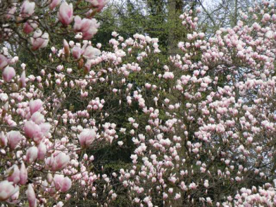585858Magnolienhain_Bayrisch_Nizza_007.JPG