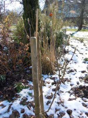 kkkkkkk_lennei_alba_erste_sonne_02.03.13_003.JPG