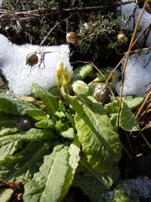 erste_sonne_02.03.13_026.JPG