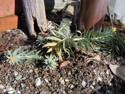 erste_sonne_02.03.13_022.JPG