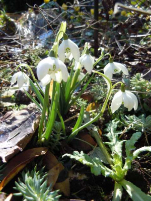 flore_plenoerste_sonne_02.03.13_009.JPG
