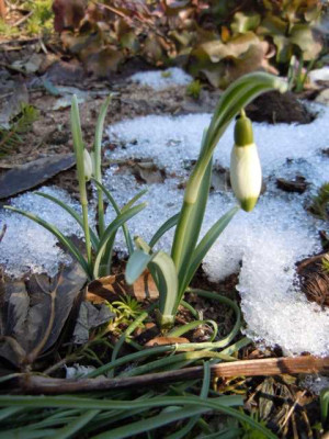 viridapiceerste_sonne_02.03.13_024.JPG