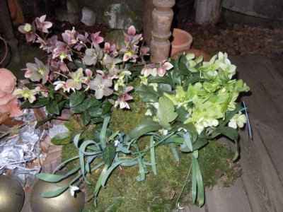 feb_2012_Frostschaden_002.JPG