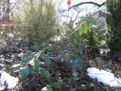 erste_sonne_02.03.13_013.JPG