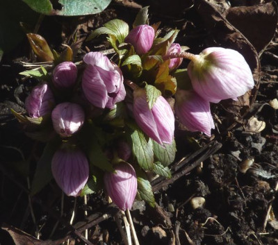 Helleborus_tibetanus_fars_2013.jpg