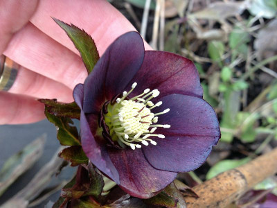 helleborus_20130302_zg2.jpg