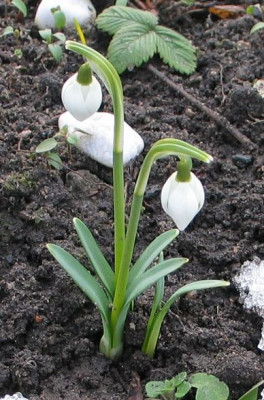 G.elwesii-poc1-2013.jpg