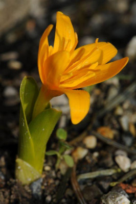 Colchicum_luteum_20130303_1.jpg