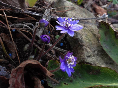 doppelblau_20130303_zg.jpg