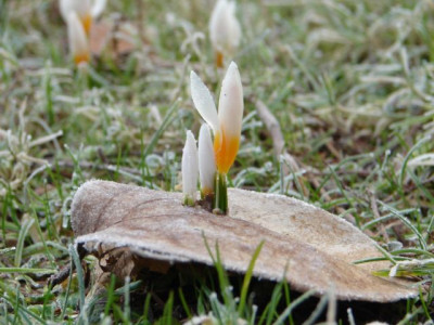 Krokus_small.jpg