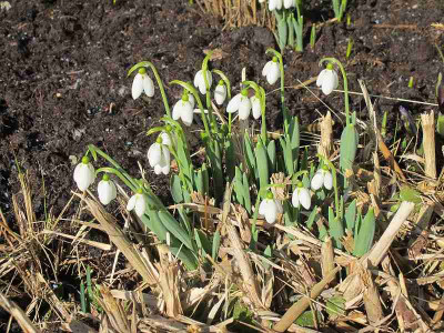 Galanthus_elwesii_4.3.12_ue.jpg