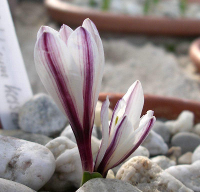 comp_Colchicum_kesselringii_Purple_Star_04.03.13.jpg
