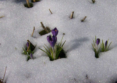 die-ersten-Krokusse-040313.jpg