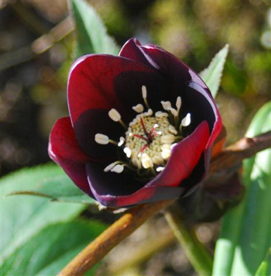 C5709a_Small.jpg