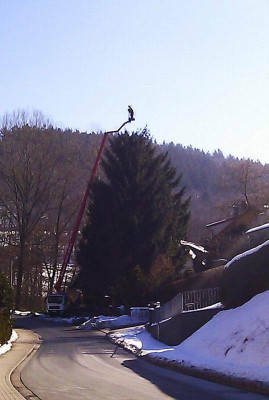 Baumfallung_nebenan_4.3.13.jpg