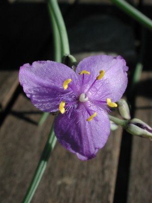Tradescantia_wrightii.jpg