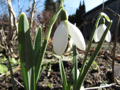 Galanthus_Ketton_130304.jpg