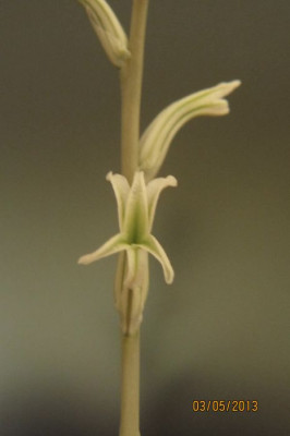 Haworthia_pygm_Dodson_Blute_1.jpg