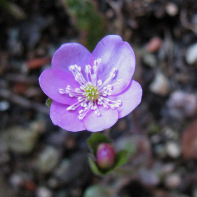 Odette_.._4.3.13._017.jpg
