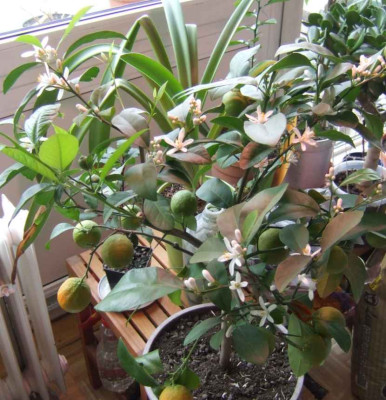 Limette_01.2013.JPG