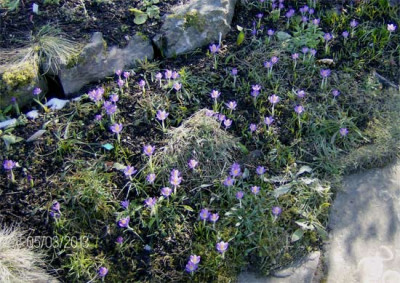 elfenkrokusse-050313.jpg