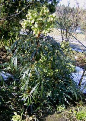 helleborus-foetidus-gro-05.jpg