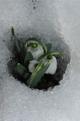 Galanthus_elwesii_stenophyllus_20130305.jpg