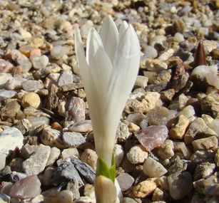 Colchicum_kesselringii_album.JPG