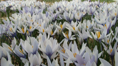 Crocus_michelsonii_DSC06388.JPG