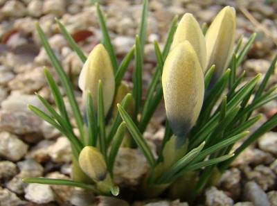 Crocus_michelsonii_yellow_form.JPG