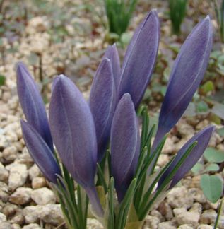 Crocus_michelsonii_dark_forms.JPG