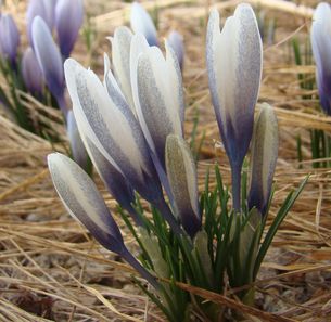 Crocus_michelsonii_6.JPG
